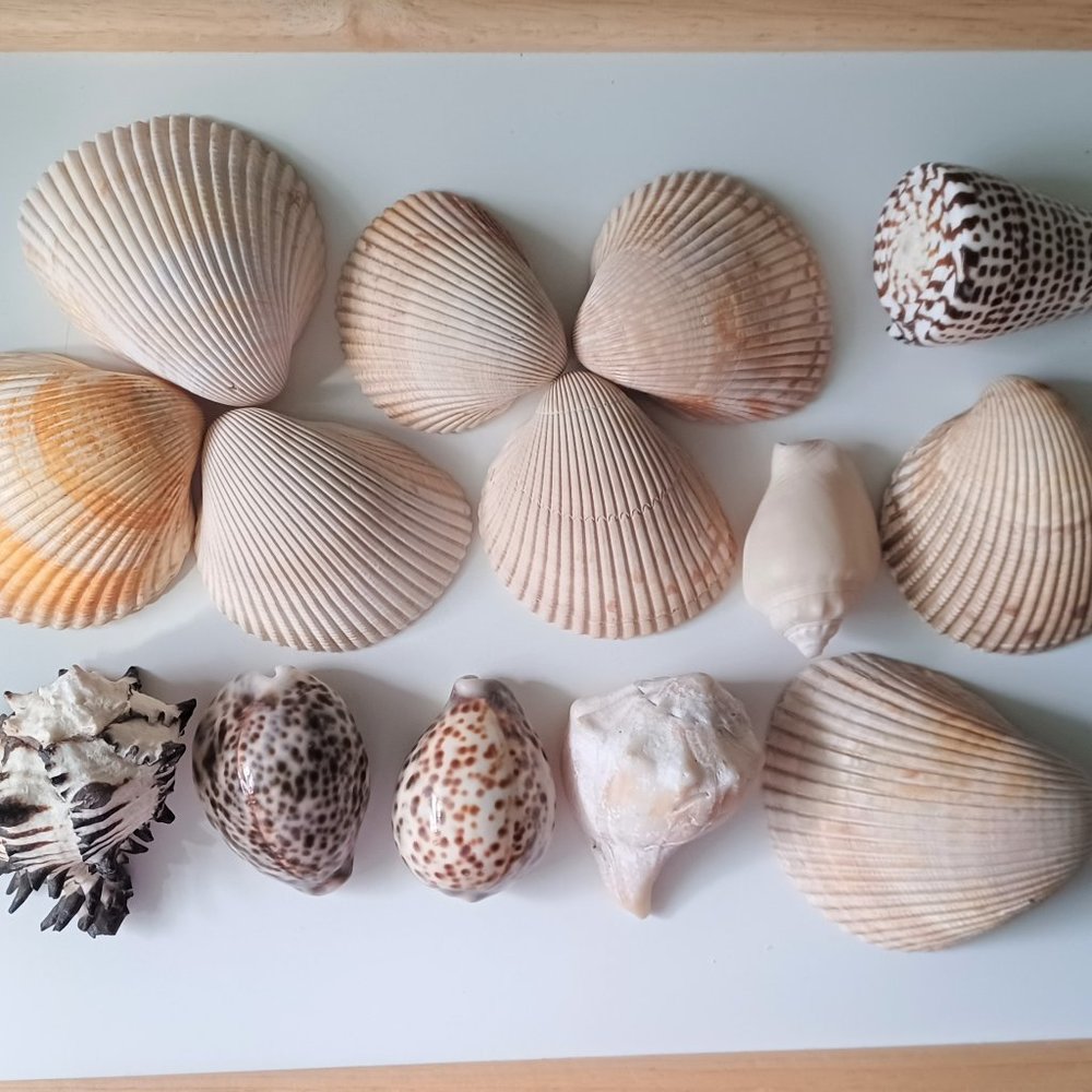 Lot of 14 Medium and Large Sea Shells 2.5" to 4" Cockle, Cowrie, Conch, Snail